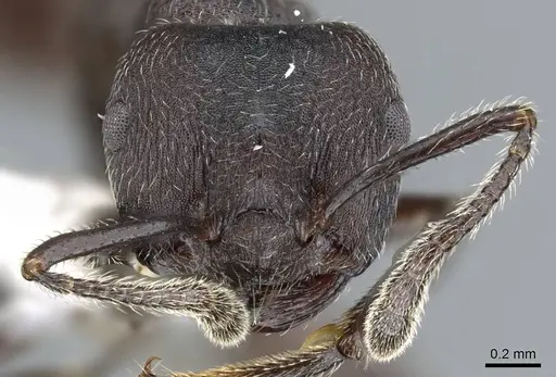 Crematogaster yamanei specimen