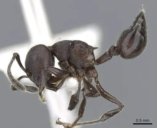 Crematogaster yamanei specimen
