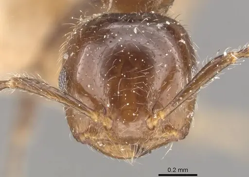 Crematogaster yappi specimen