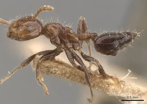 Crematogaster yappi specimen