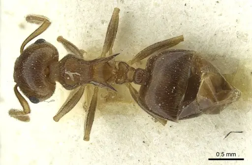 Crematogaster zavattarii specimen