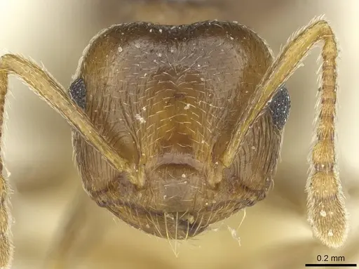Crematogaster zavattarii specimen