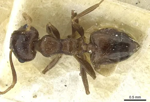 Crematogaster zavattarii - CASENT0912825