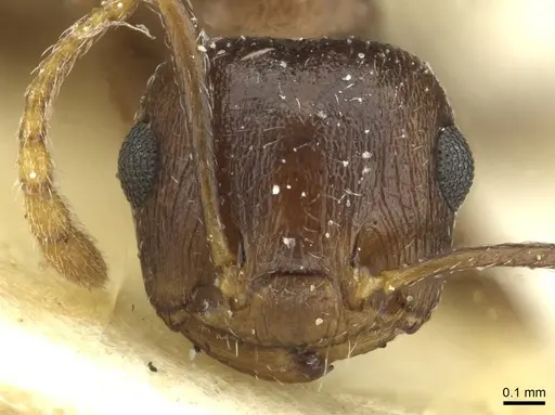 Crematogaster zavattarii - CASENT0912825