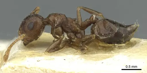 Crematogaster zavattarii - CASENT0912825