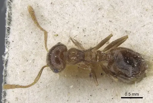 Crematogaster zavattarii - CASENT0916986
