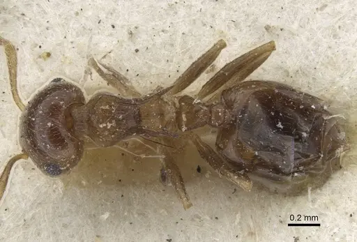 Crematogaster zavattarii - CASENT0916986