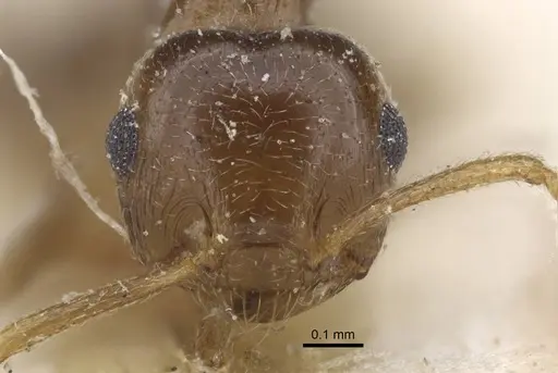 Crematogaster zavattarii - CASENT0916986
