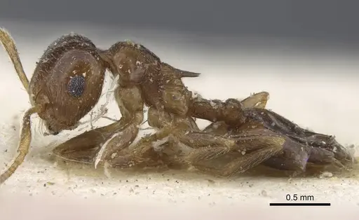 Crematogaster zavattarii - CASENT0916986