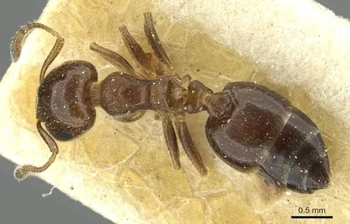 Crematogaster zoceensis specimen