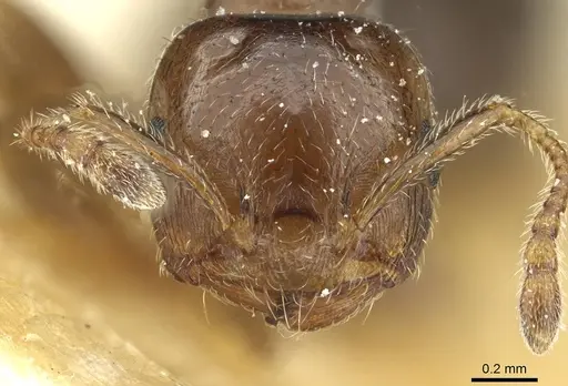 Crematogaster zoceensis specimen
