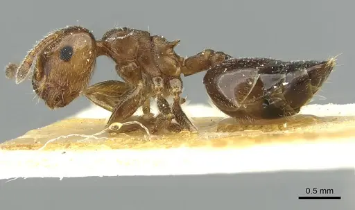 Crematogaster zoceensis specimen