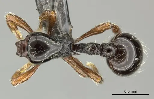 Cryptomyrmex boltoni specimen