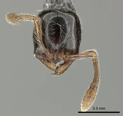 Cryptomyrmex boltoni specimen