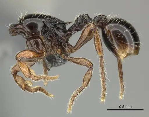 Cryptomyrmex boltoni - CASENT0235383