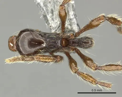 Cryptomyrmex boltoni - CASENT0235385