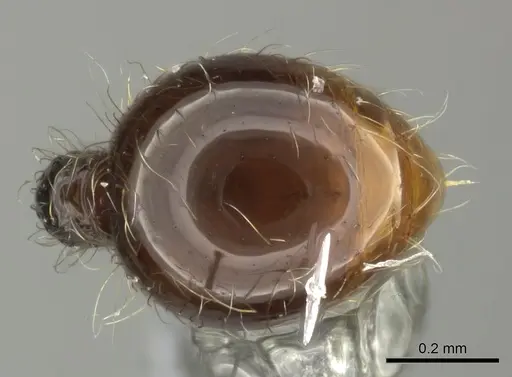 Cryptomyrmex boltoni - CASENT0235385