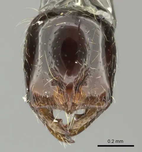 Cryptomyrmex boltoni - CASENT0235385