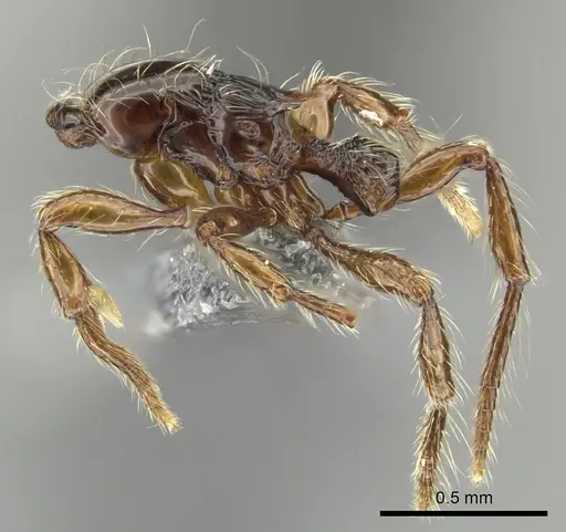 Cryptomyrmex boltoni - CASENT0235385