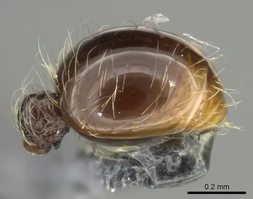 Cryptomyrmex boltoni - CASENT0235385