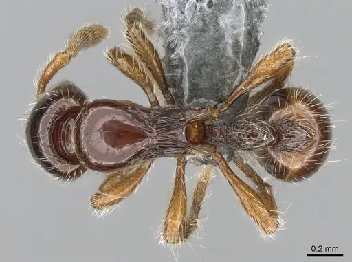 Cryptomyrmex boltoni - CASENT0260404