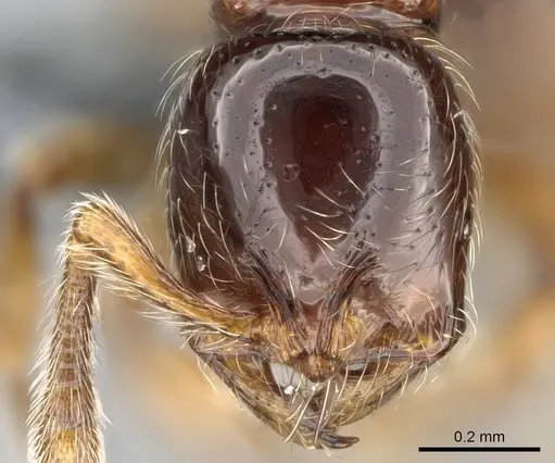 Cryptomyrmex boltoni - CASENT0260404