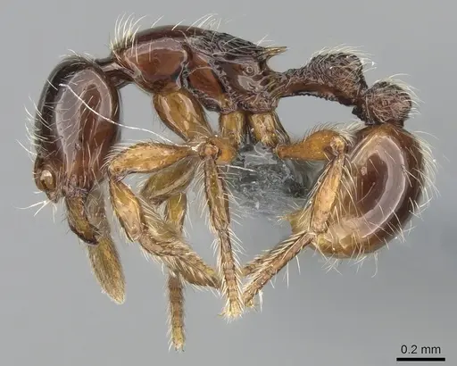 Cryptomyrmex boltoni - CASENT0260404