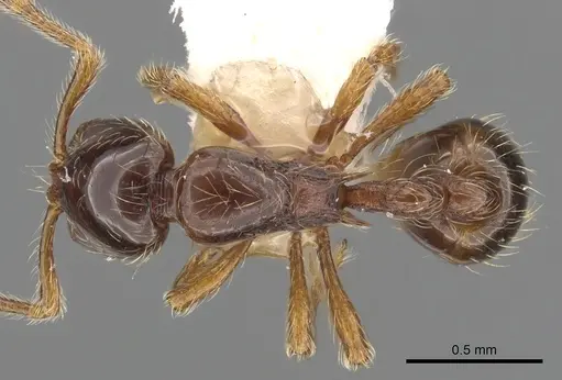 Cryptomyrmex boltoni - CASENT0901020