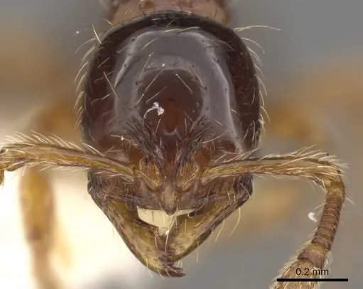 Cryptomyrmex boltoni - CASENT0901020