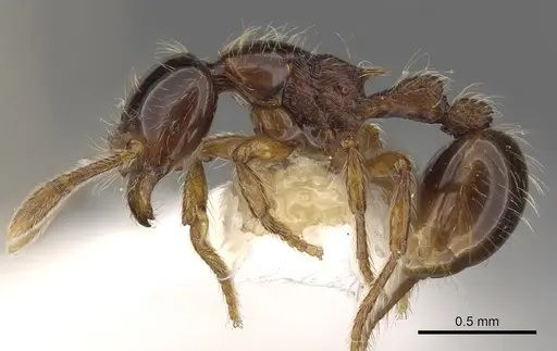 Cryptomyrmex boltoni - CASENT0901020