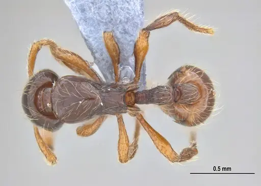 Cryptomyrmex longinodus specimen