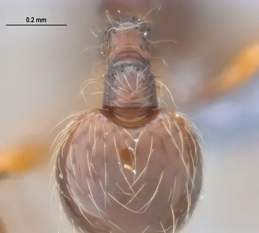 Cryptomyrmex longinodus specimen
