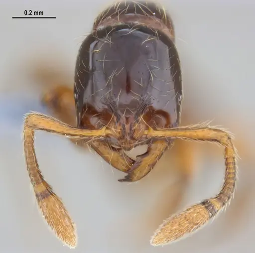 Cryptomyrmex longinodus specimen