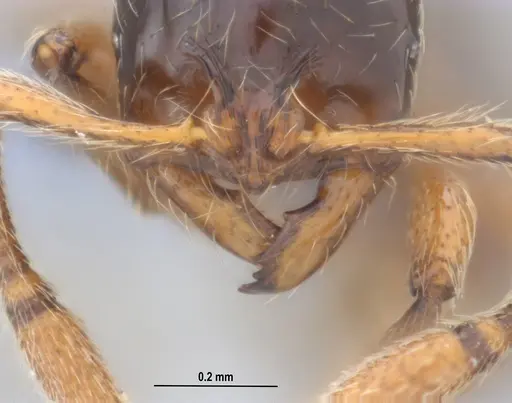 Cryptomyrmex longinodus - ANTWEB1053712