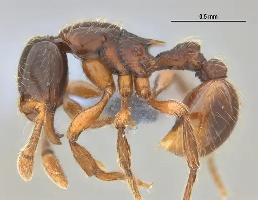 Cryptomyrmex longinodus - ANTWEB1053712