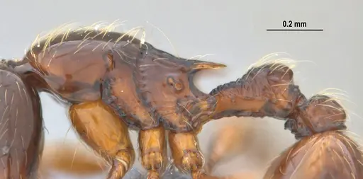 Cryptomyrmex longinodus - ANTWEB1053712