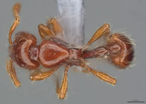 Cryptomyrmex longinodus - ANTWEB1053966