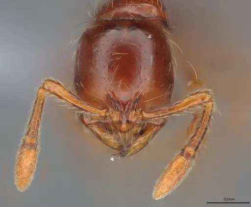 Cryptomyrmex longinodus - ANTWEB1053966