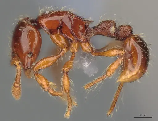 Cryptomyrmex longinodus - ANTWEB1053966