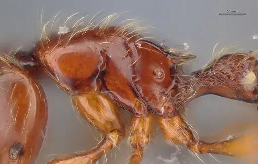 Cryptomyrmex longinodus - ANTWEB1053966