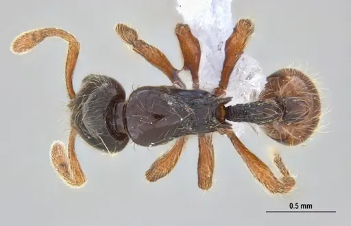 Cryptomyrmex longinodus - ANTWEB1062615