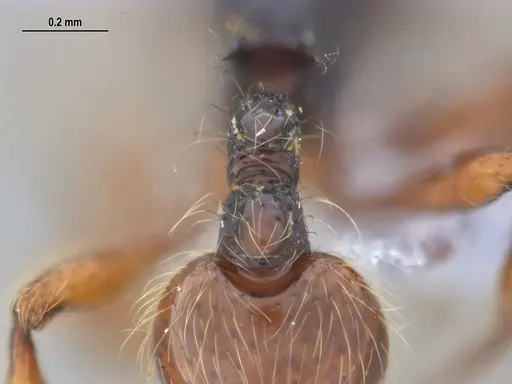 Cryptomyrmex longinodus - ANTWEB1062615