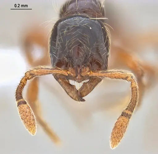 Cryptomyrmex longinodus - ANTWEB1062615