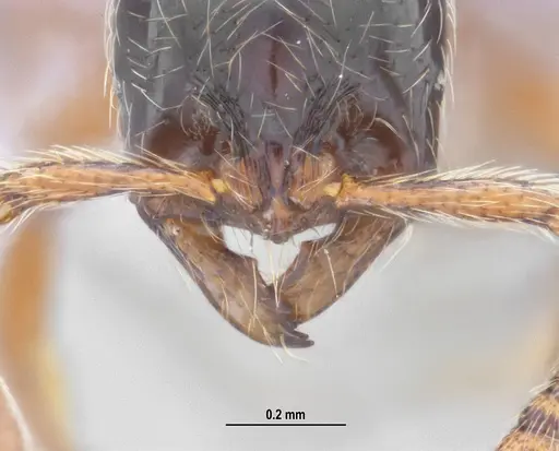 Cryptomyrmex longinodus - ANTWEB1062615