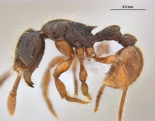Cryptomyrmex longinodus - ANTWEB1062615