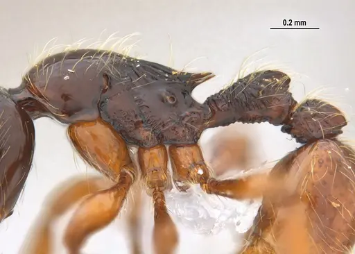 Cryptomyrmex longinodus - ANTWEB1062615