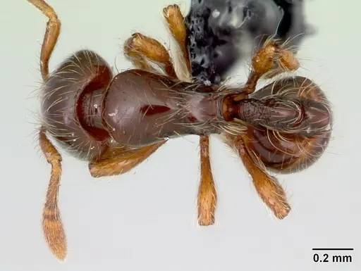 Cryptomyrmex longinodus - CASENT0103517