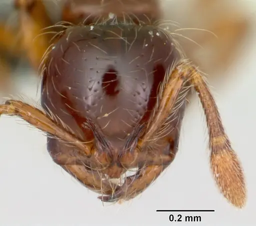 Cryptomyrmex longinodus - CASENT0103517