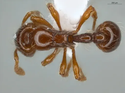 Cryptomyrmex longinodus - ECOFOG-LA15-0250-19