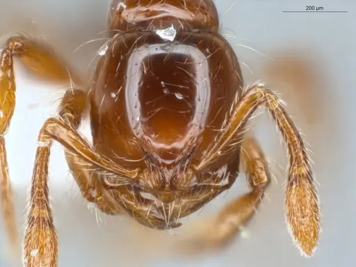 Cryptomyrmex longinodus - ECOFOG-LA15-0250-19